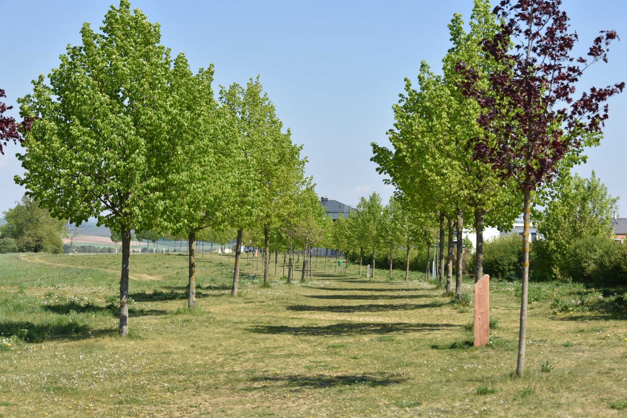Bild enthält, Tree, Grass, Nature, Outdoors, Park, Scenery, Tree Trunk, Grove, Vegetation, Woodland