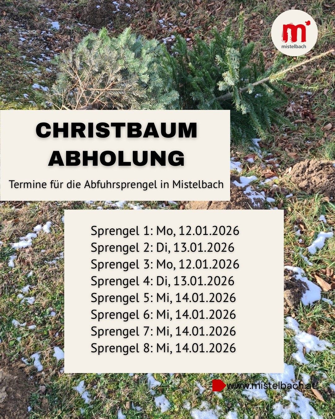 Plakat über die Abholtermine für entsorgte Weihnachtsbäume in Mistelbach. Aufgeführte Termine sind Montag, 12.01.2026, Dienstag, 13.01.2026 und Mittwoch, 14.01.2026.
