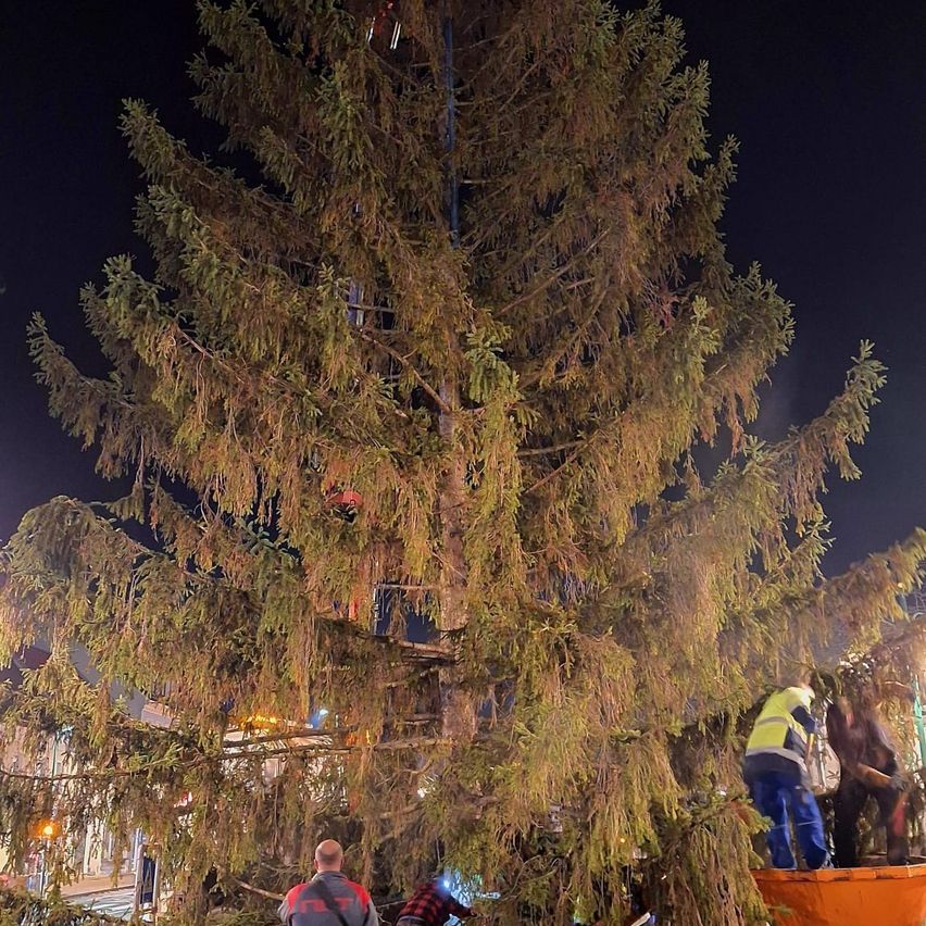 At night, workers are on a large tree, likely decorating it for an event. One worker climbs a ladder while others hold a bucket. The tree is illuminated by lights.