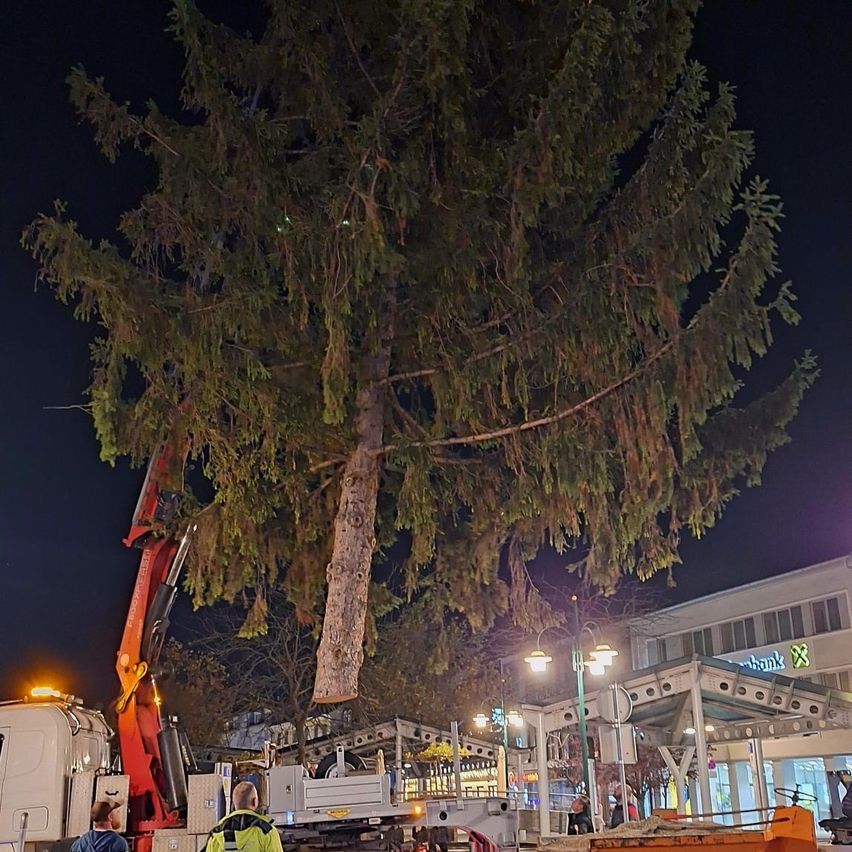 A large tree is being removed at night. It is lifted by a crane truck with a red arm. The tree is surrounded by a building with a sign that reads 'bank'.