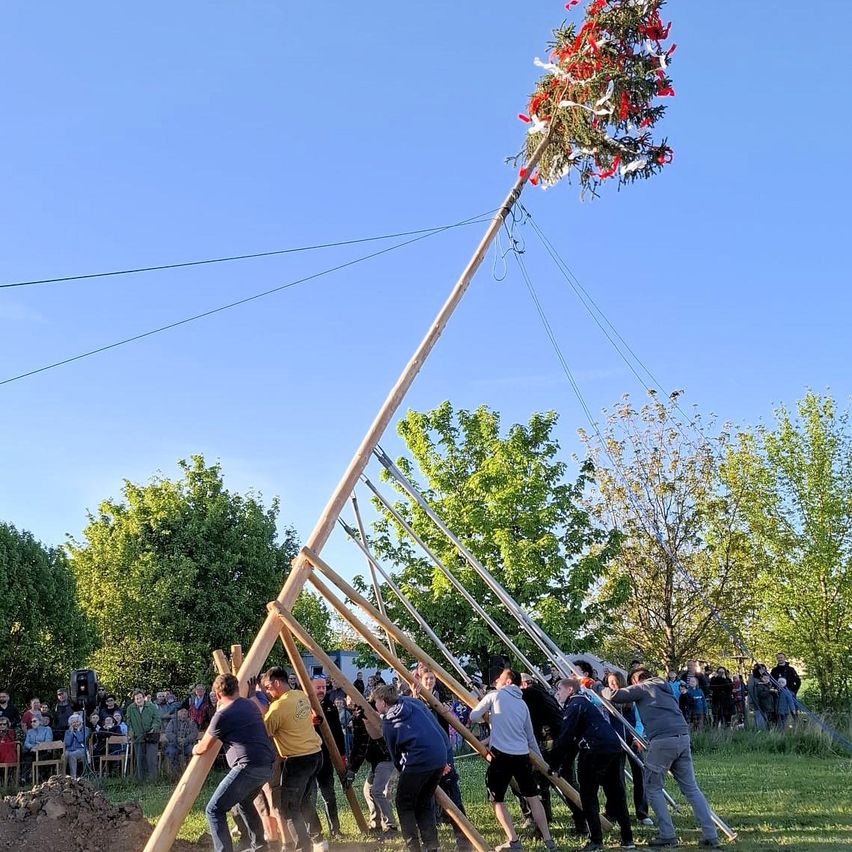 Eine Gruppe von Menschen zieht einen hohen Pfahl mit Blumen und Bändern im Freien während des Tages. Es gibt viele Menschen, die aus der Ferne zusehen.