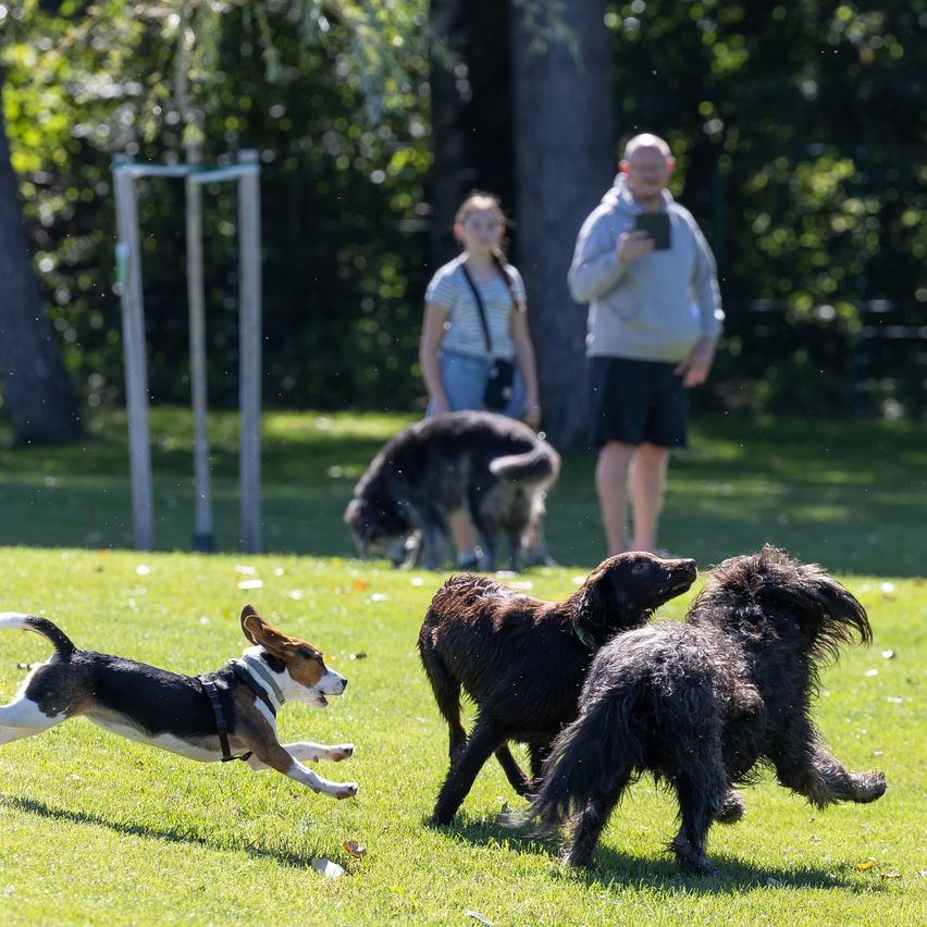 Drei Hunde spielen in einem Park, während zwei Personen im Hintergrund stehen. Ein Hund läuft, während die anderen in einem spielerischen Gerangel verwickelt sind.