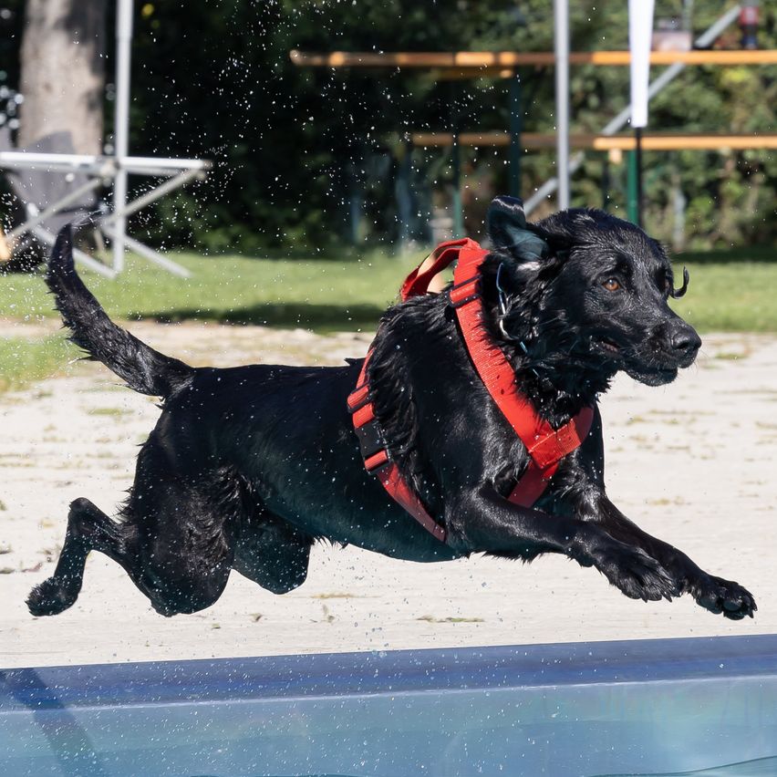 Ein schwarzer Hund mit rotem Geschirr springt in einen Pool und verursacht eine Wasserspritze.