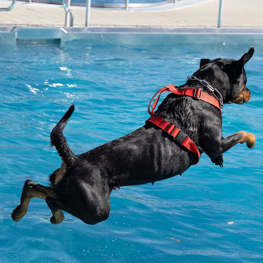 Ein schwarzer Hund mit rotem Geschirr springt über einen Wasserpool.