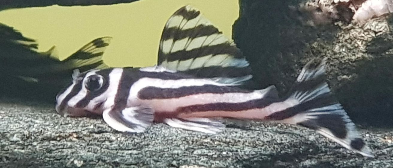 Ein schwarz-weiß gestreifter Fisch ruht auf einem Felsen in einem Aquarium. Dahinter ist ein größerer Fisch teilweise sichtbar.