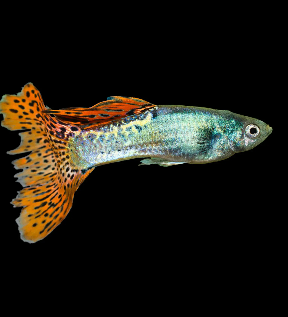 Animal, Fish, Sea Life