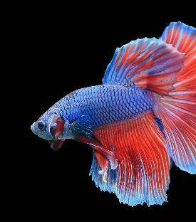 Animal, Fish, Sea Life, Aquatic, Water