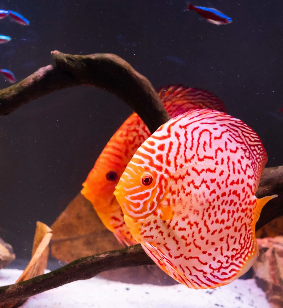 Aquatic, Water, Animal, Fish, Sea Life, Aquarium