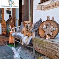 Ein Hund sitzt auf einer Bank vor einem Haus mit dekorativen Gegenständen wie Stern, Hasenstatue und Holzkiste.
