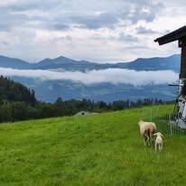 Zwei Schafe grasen auf einer Wiese mit einem Stall rechts und Bergen im Hintergrund.
