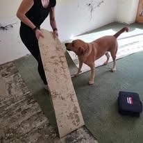 Eine Frau hält eine Holzplatte in der Hand und steht neben einem Hund auf einem Teppich. Ein rot-weißes Werkzeugkasten liegt neben ihr auf dem Teppich. Der Raum hat eine beschädigte Wand.