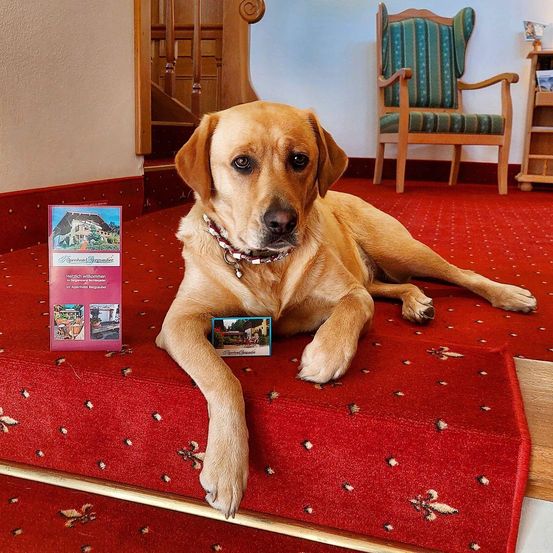 Ein goldener Labrador liegt auf einem roten Teppich, trägt ein Halsband mit einer Karte und hält eine Broschüre auf einer Treppe mit einem hölzernen Geländer.