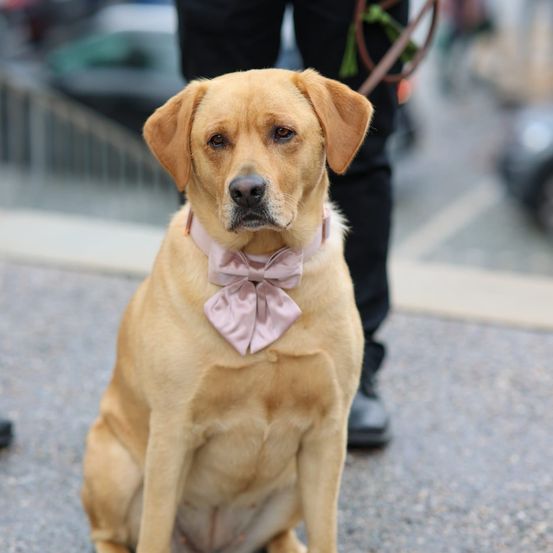 Ein goldener Labrador mit rosa Schleife sitzt auf dem Bürgersteig. Eine Person in schwarzen Hosen und Schuhen steht hinter dem Hund.