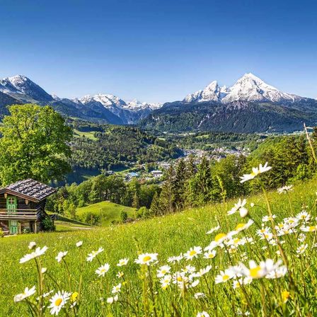 Eine malerische Szene mit einer kleinen Holzhütte, weißen Blumen und verschneiten Bergen im Hintergrund.