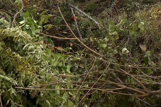 v1_migrated_image_58411270