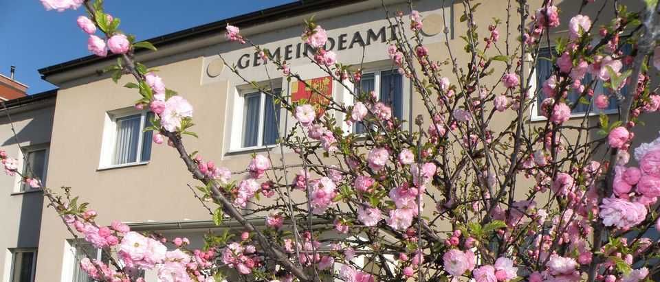 Bild enthält, Flower, Plant, Cherry Blossom, Petal