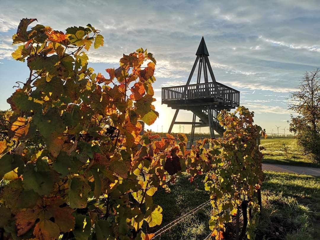 Bild enthält, Nature, Outdoors, Countryside, Rural, Farm, Vineyard, Plant