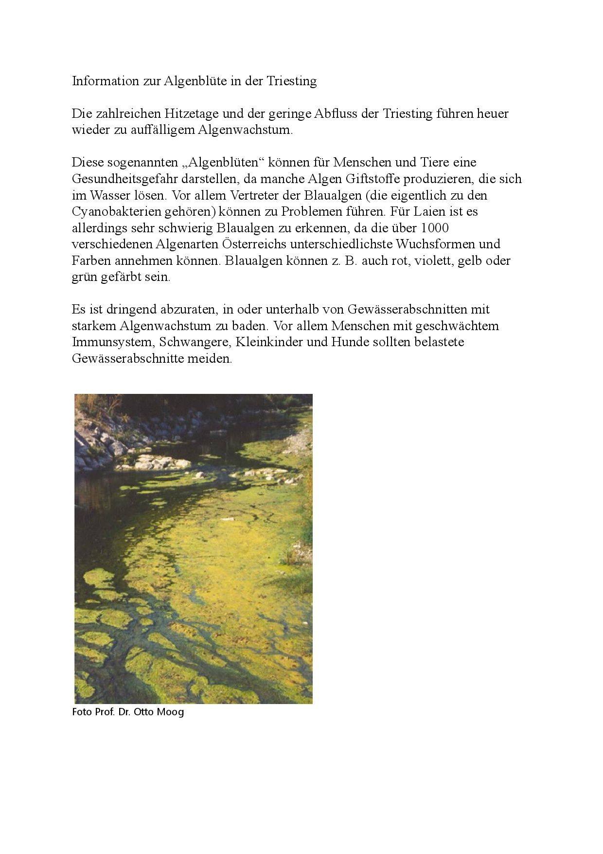 Ein Foto zeigt einen Fluss mit ausgedehnter grüner Algenblüte. Das Wasser erscheint trüb mit sichtbaren Flecken von Algen, die auf der Oberfläche schwimmen. Der Flussgrund ist teilweise sichtbar, und die Algen scheinen einen großen Teil des Gewässers zu bedecken.