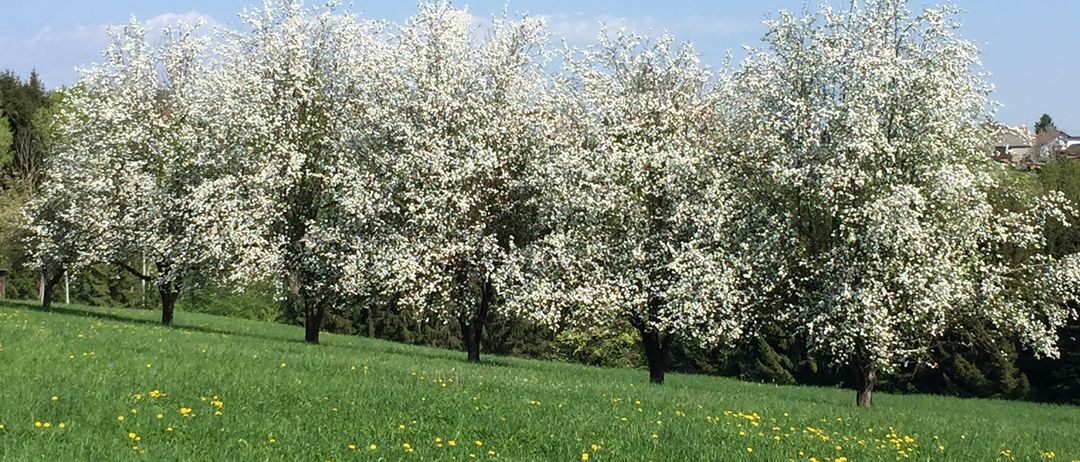 Ein Feld mit weißen blühenden Bäumen und gelben Blumen unter einem klaren blauen Himmel.