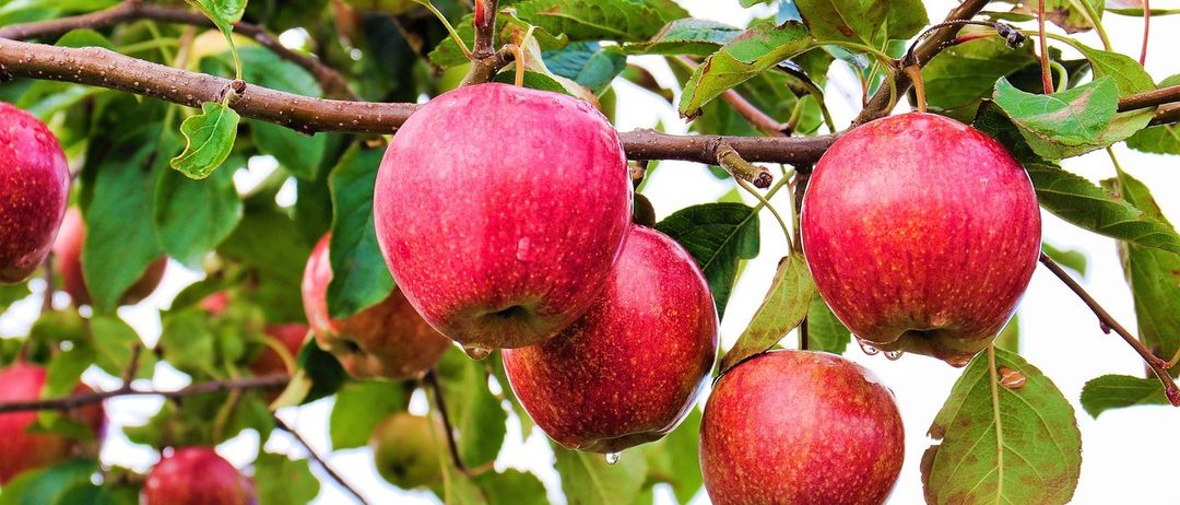 Mehrere rote Äpfel hängen an einem Ast mit grünen Blättern. Einige Wassertropfen sind auf den Äpfeln.