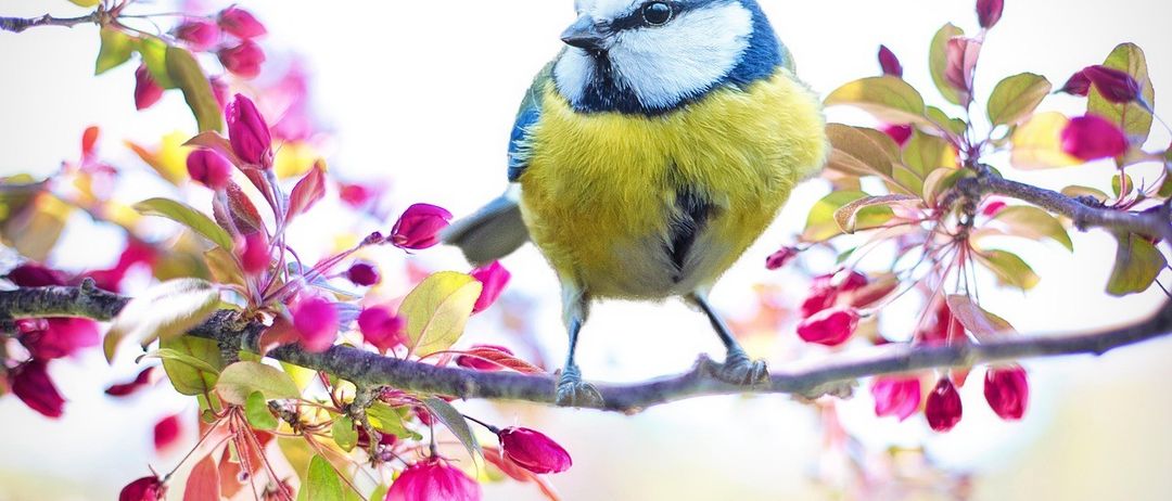 Ein blauer und gelber Vogel sitzt auf einem Ast mit pinken und grünen Blüten. Der Vogel hat schwarze Augen und blaue Kopffedern.