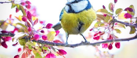 Ein blauer und gelber Vogel sitzt auf einem Ast mit pinken und grünen Blüten. Der Vogel hat schwarze Augen und blaue Kopffedern.