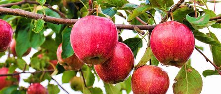 Mehrere reife rote Äpfel hängen an einem Ast, umgeben von grünen Blättern und einem leichten Nieselregen. Die Äpfel sind glänzend und nass, mit sichtbaren Wassertropfen.