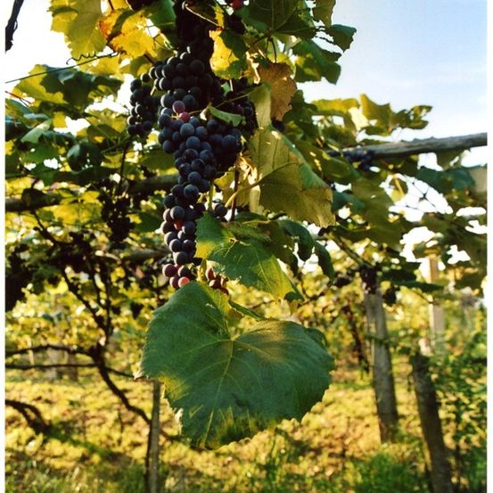 Ein Weinberg mit Traubenhaufen, die von der Rebe hängen. Grüne Blätter umgeben die Trauben. Im Hintergrund sind weitere Reihen von Weinreben zu sehen.