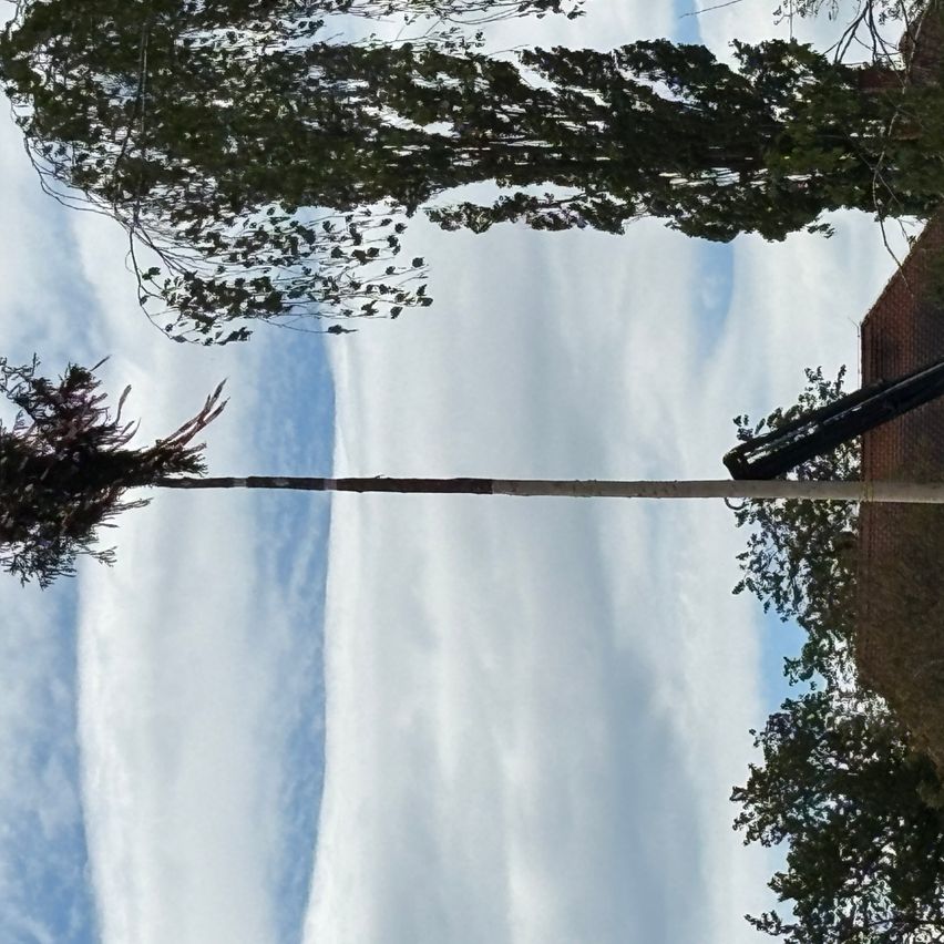 Ein Blick von unten auf einen Baum mit üppigen grünen Blättern. Der Himmel ist teilweise bewölkt, mit einem weißen und blauen Farbton.