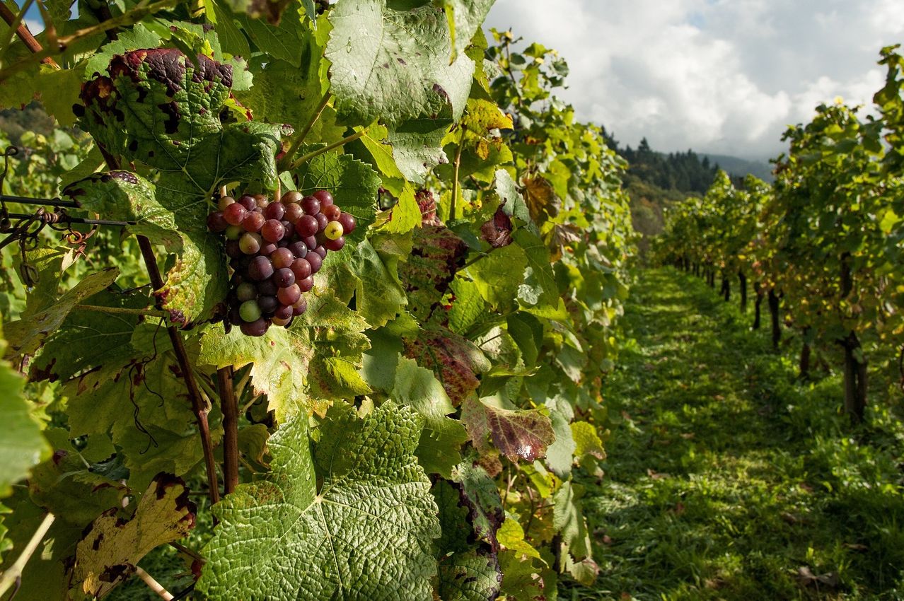 A vineyard with rows of grape vines and bunches of grapes hanging from the branches. The leaves are green and yellow, and the background shows a hill with trees.