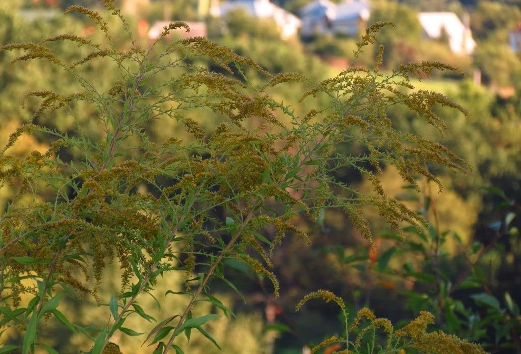 Close-up of a plant with yellow flowers and green leaves, surrounded by a blurred background of trees and houses.