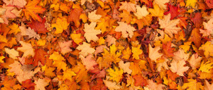 Ein farbenfrohes Mosaik aus Herbstblättern in verschiedenen Gelb-, Orange- und Rottönen bedeckt den Boden und schafft eine wunderschöne Herbstfarbenpalette.
