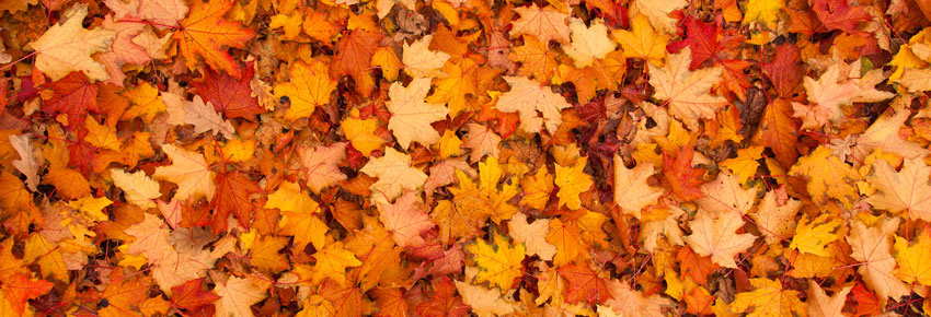 Ein farbenfrohes Mosaik aus Herbstblättern in verschiedenen Gelb-, Orange- und Rottönen bedeckt den Boden und schafft eine wunderschöne Herbstfarbenpalette.