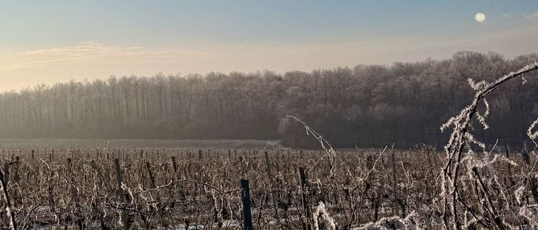 Eine Winterlandschaft mit einem Feld aus frostbedeckten Pflanzen, kahlen Bäumen und einem mondbeschienenen Himmel. Schneeflecken zieren den Boden, und die Bäume sind vereist.