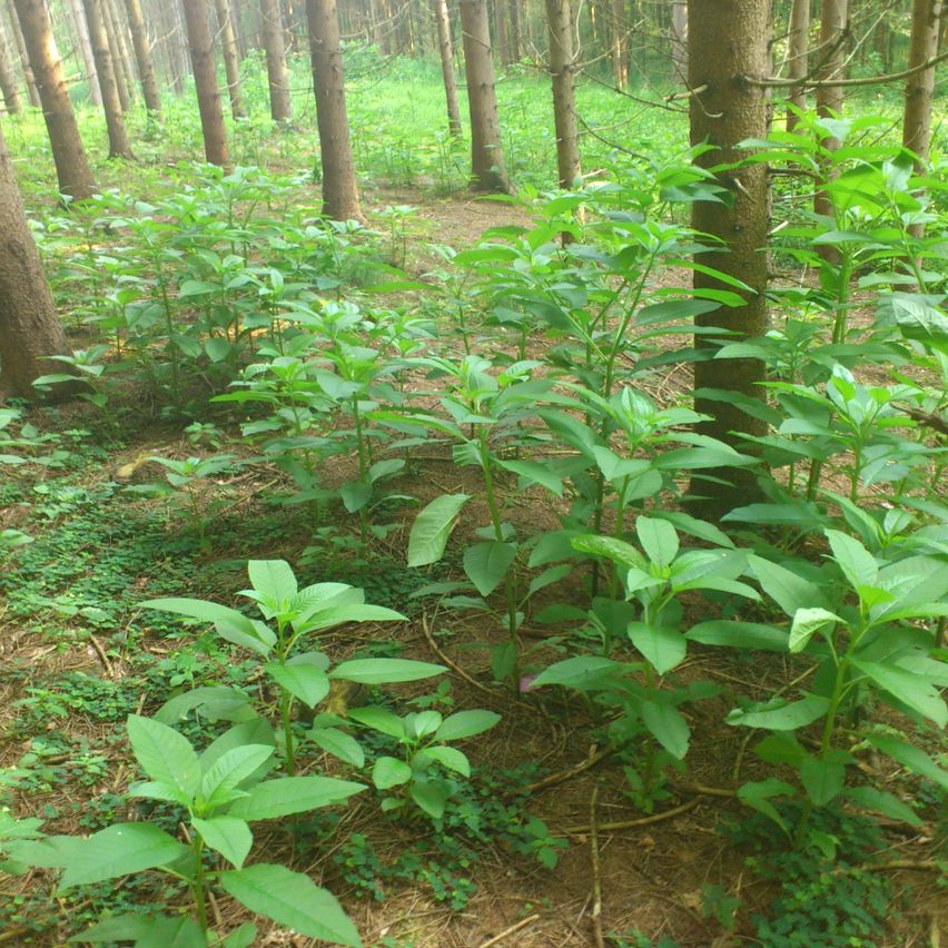 Jungpflanzen im Frühjahr.