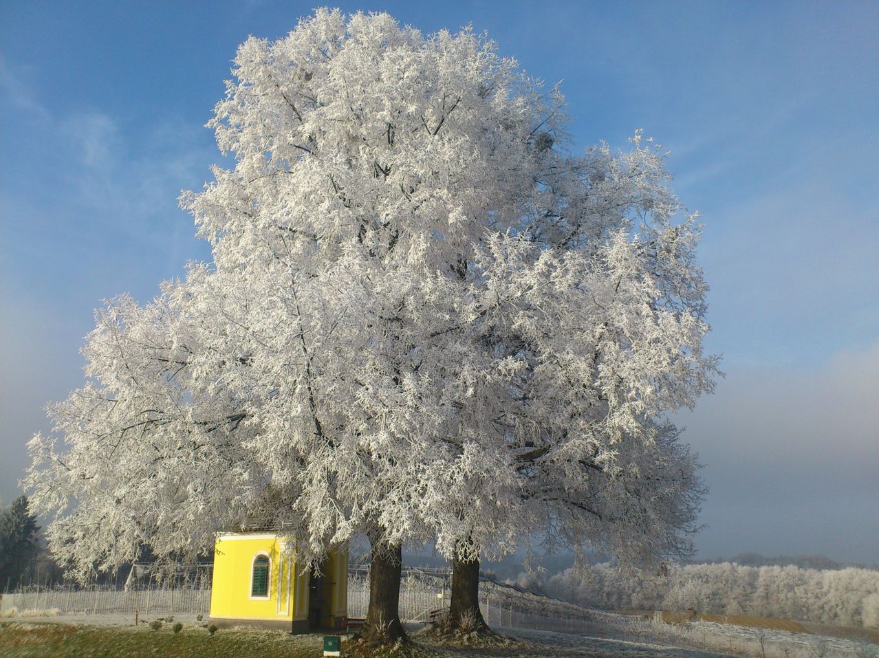 Ein verschneiter Baum mit vereisten Zweigen steht auf einem Feld, darunter ein kleines gelbes Gebäude. Der Himmel ist blau mit einigen Wolken.