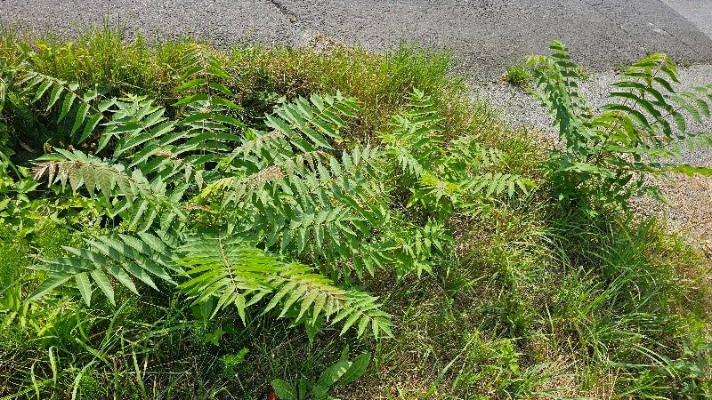 Ein Farnbüschel wächst am Rand eines Schotterwegs mit etwas Gras und trockenen Blättern.