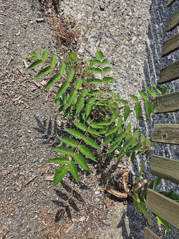 Eine kleine Pflanze mit grünen Blättern, die auf dem Boden in der Nähe eines Holzzauns wächst.