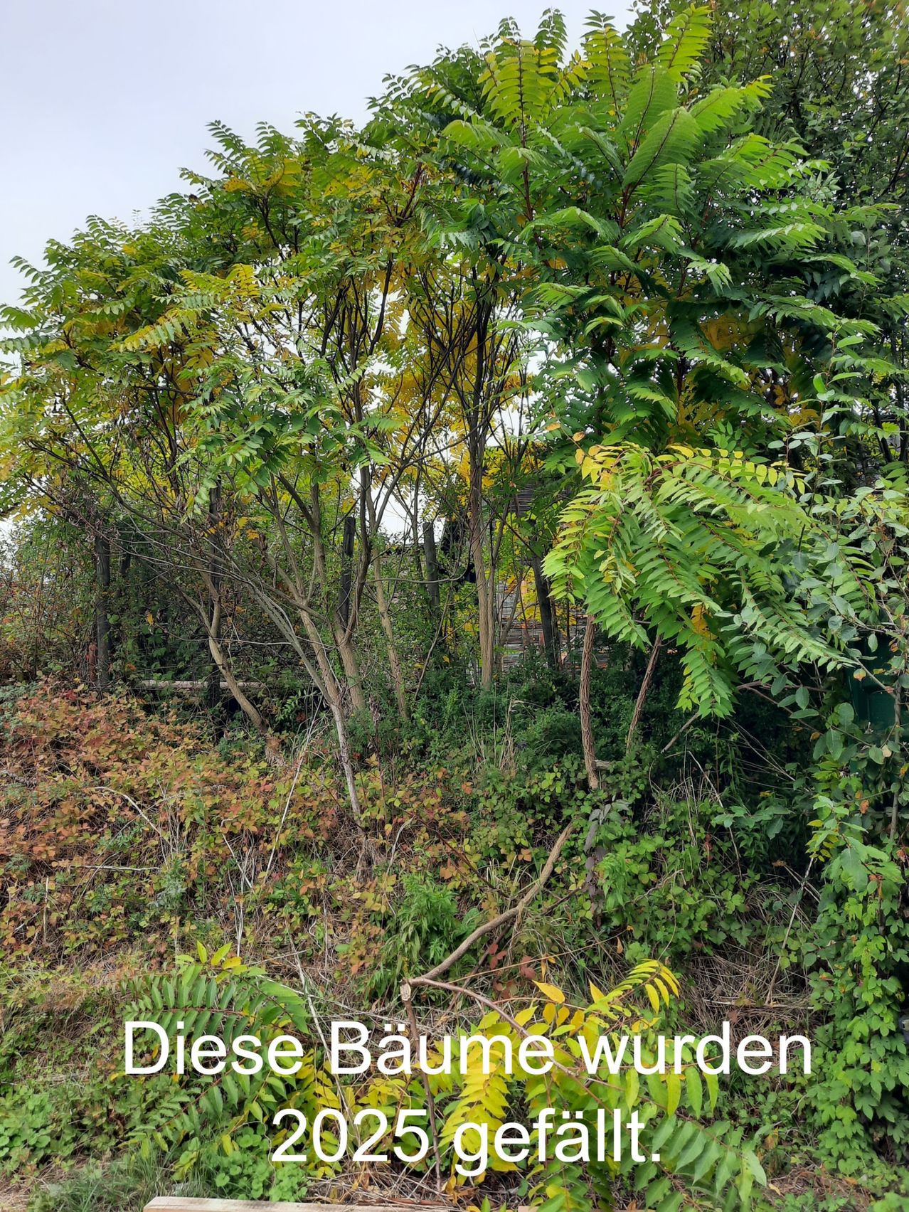 Ein dichter Baumbestand mit einigen vergilbten Blättern, vor dem Hintergrund von Grünpflanzen und einem Schild, das 'Diese Bäume wurden' auf Deutsch besagt.