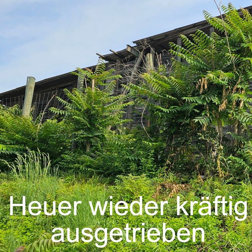 Ein überwuchertes Gebiet mit einer teilweise eingestürzten Holzstruktur und dichtem Laub. Der Text lautet 'Heuer wieder kräftig ausgetrieben'.
