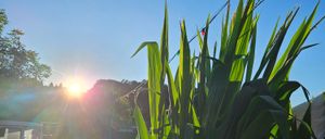 Bild enthält, Nature, Outdoors, Sky, Flare, Light, Grass, Sun, Summer, Vegetation, Sunlight
