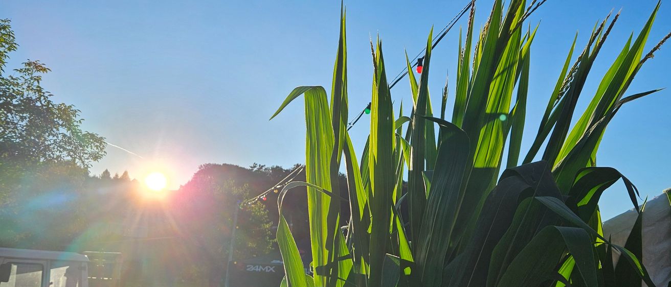 Bild enthält, Nature, Outdoors, Sky, Flare, Light, Grass, Sun, Summer, Vegetation, Sunlight