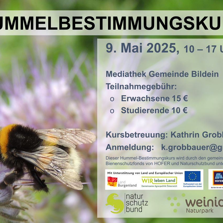 Plakat für einen Hummelbestimmungskurs am 9. Mai 2025 von 10 bis 17 Uhr. Der Kurs wird von der Mediathek Gemeinde Bildein organisiert. Gebühr: 15 Euro für Erwachsene und 10 Euro für Studierende. Kontakt: k.grobbauer@g. Geführt von Katrin Grob.