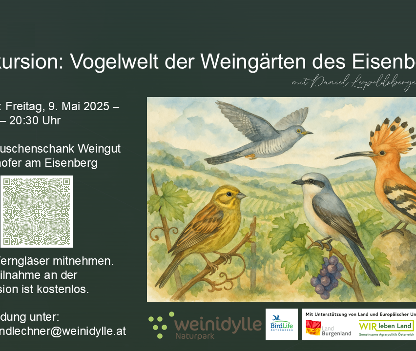 Illustration von Vögeln mit Weinbergen im Hintergrund. Veranstaltungsflyer für Vogelwelt der Weinbergen des Eisens.