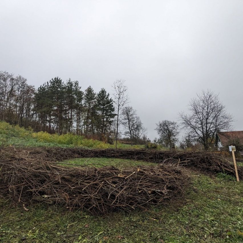 A grassy area with a ring of stacked tree branches. The background features a forest with a few bare trees. A house with a brown roof is visible in the distance.
