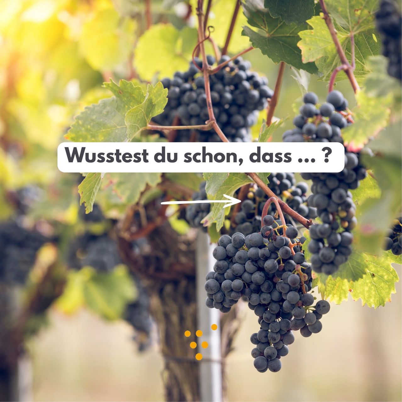 Ein Nahaufnahme von reifen, dunkellila Trauben, die an einem Weinstock hängen, mit einem Fragezeichen und einem Pfeil, der auf die Trauben zeigt und fragt, ob du etwas wusstest.