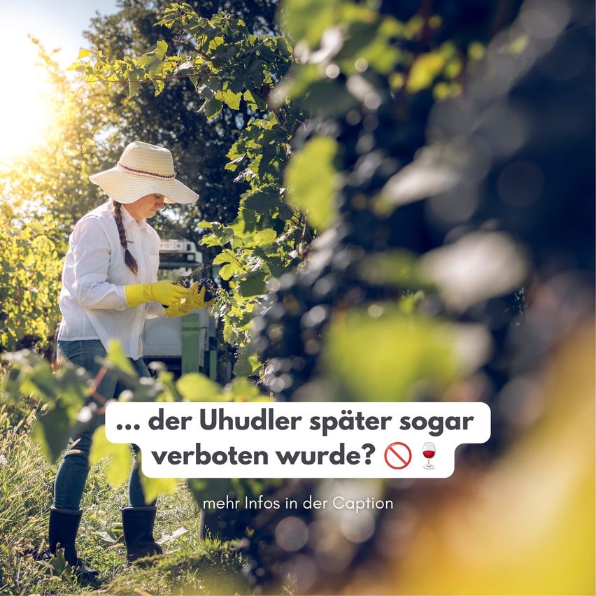 Eine Frau in einem weißen Hemd und gelben Handschuhen pflückt Trauben in einem Weinberg. Eine Sprechblase lautet: '... der Uhudler wurde später sogar verboten?' mit einem Alkoholverbotsschild und einem Weinglas.