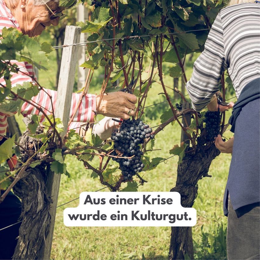 Zwei ältere Personen ernten Trauben von einer Rebe in einem Weinberg, eine mit einem Korb und die andere mit einer Schere. Das Bild hat einen deutschen Textüberlagerung, der 'Aus einer Krise wurde ein Kulturgut.' lautet.