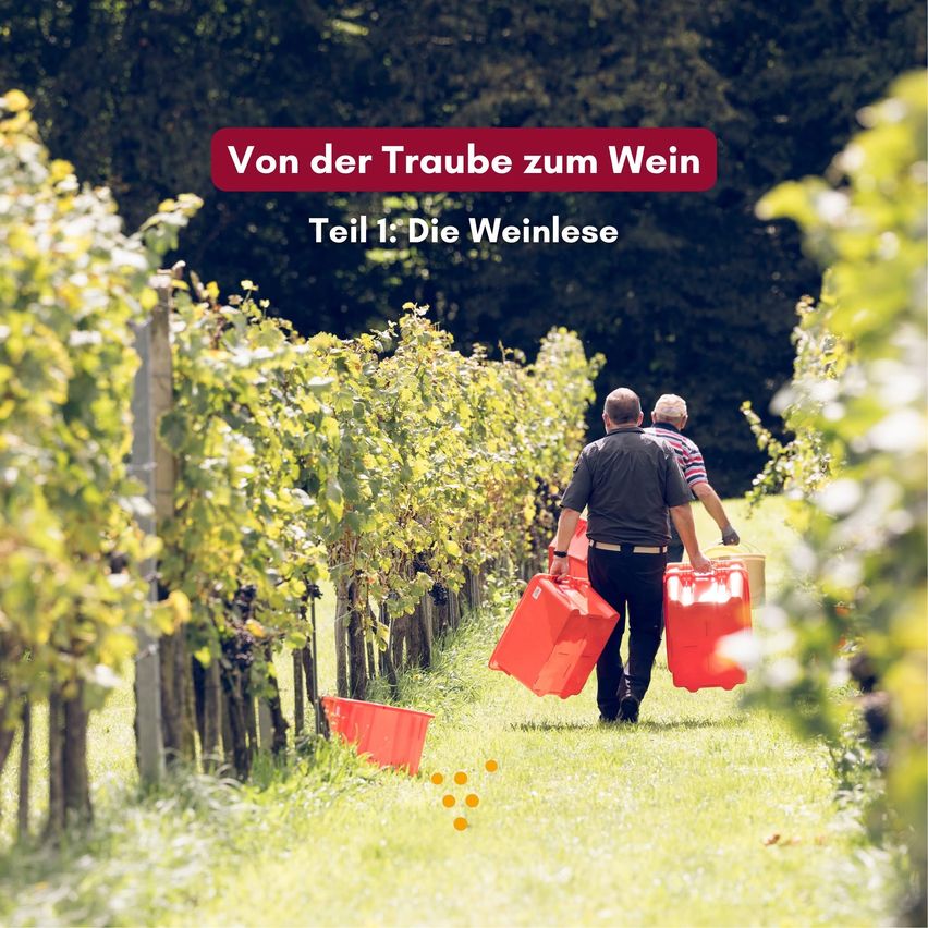 Zwei Männer gehen durch einen Weinberg und tragen rote Container, wobei der Text 'Von der Traube zum Wein Teil 1: Die Weinlese' über ihnen sichtbar ist.