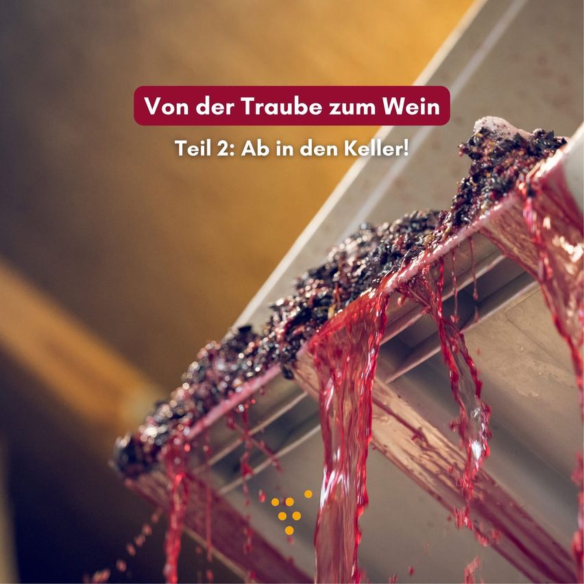 Red wine is being pressed from grapes into a stainless steel container. The text reads 'Von der Traube zum Wein Teil 2: Ab in den Keller!'.